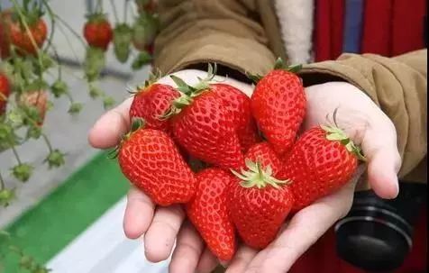 【建议收藏】2019年最全草莓品种种植指南及施肥方案